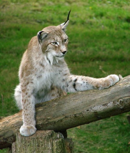 siberian lynx big cat wildlife