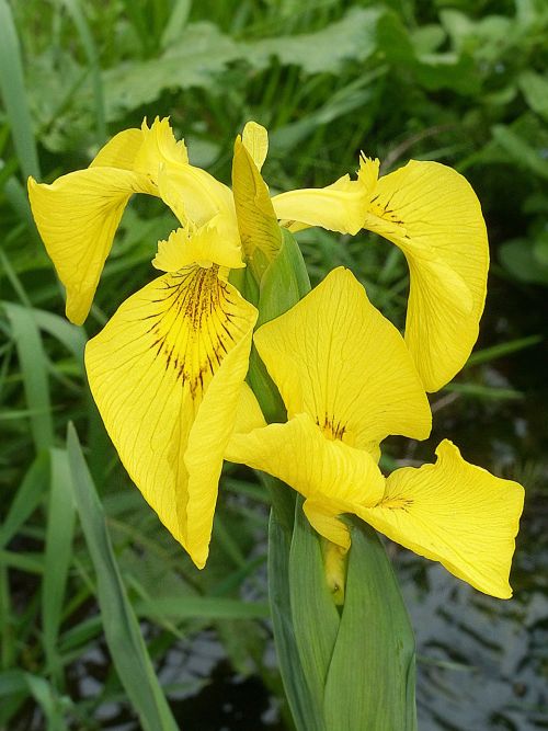 siberian schwertlilie iris blossom