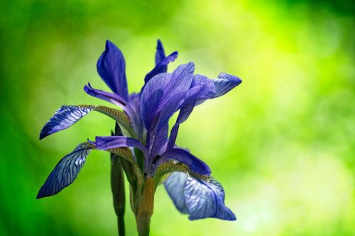 siberian schwertlilie iris sibirica meadows-sword lily