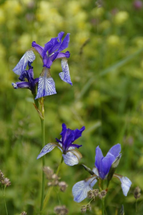 siberian schwertlilie lily iris