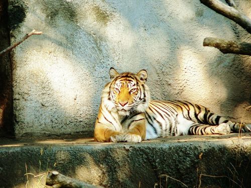 siberian tiger animal woodland park zoo
