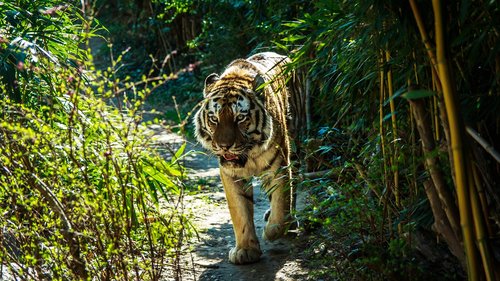 siberian tiger  wildcat  jungle
