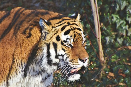 siberian tiger  big cat  predator