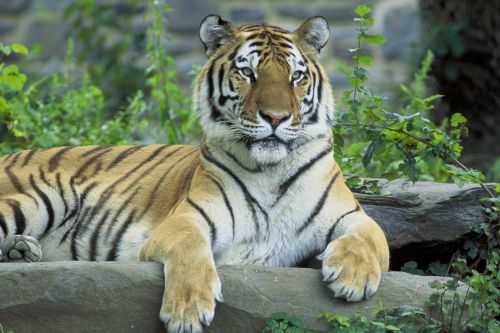 siberian tiger resting wild animal big cat