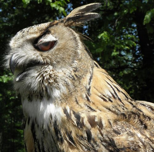sibierischer ahamed owl bird