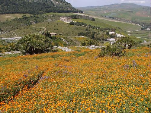 sicily temple sea of flowers