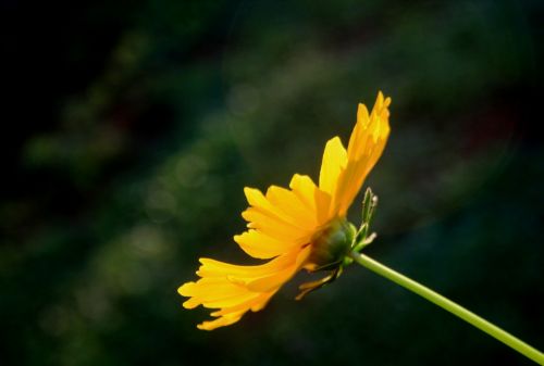 Side View Of Yellow Daisy