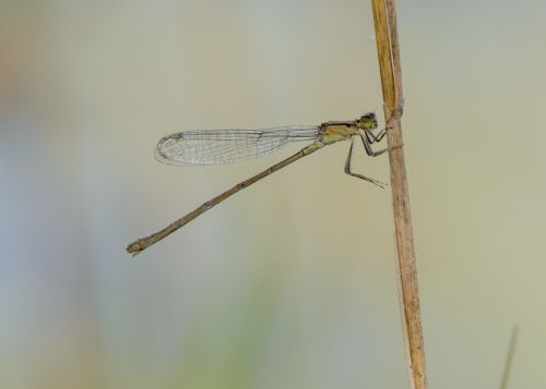 Dragonfly On A Blade