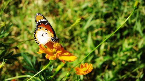 sierra leone butterfly insect