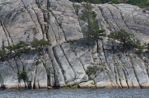 sierra nevada granite pine trees