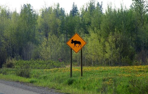 moose road sign canada