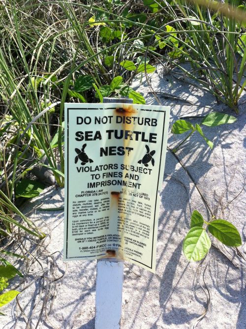 sign beach turtles