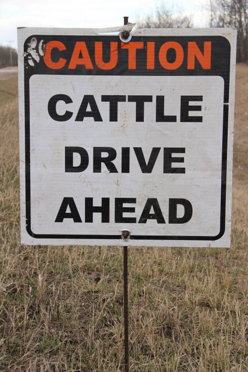 Sign Cattle Drive Ahead