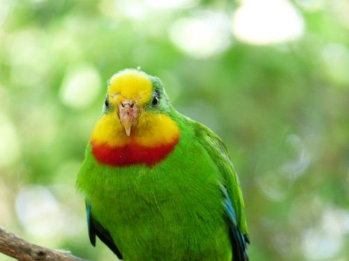 sign parakeet bird parrot