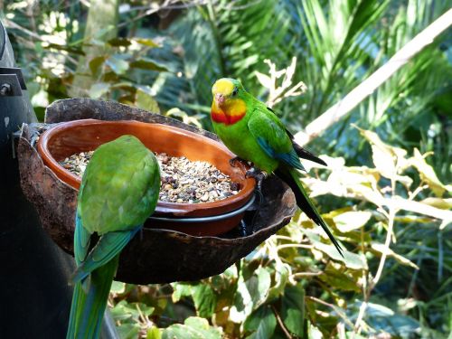 sign parakeets birds parrots
