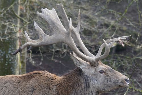 sika deer horned antler