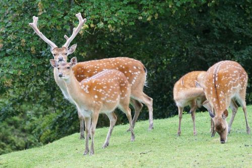 sika deer hirsch noble deer