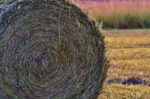 silage  grasbaal  grass