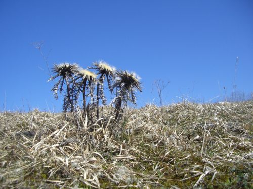 silberdisteln thistles plant