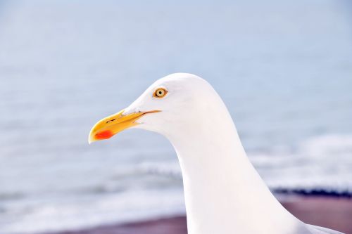 silbermöwe beach animals