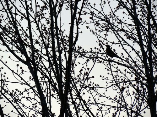 silhouette bird tree