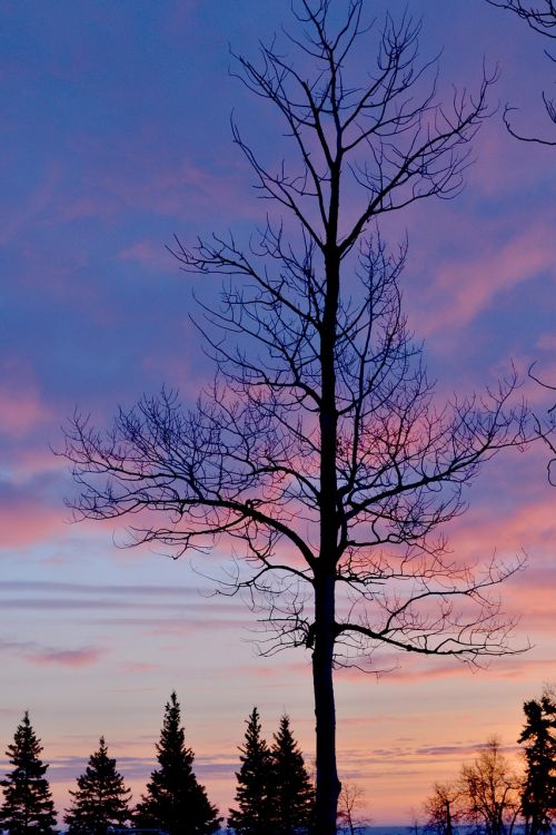 tree silhouette dawn