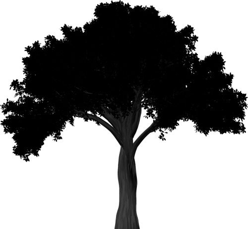 silhouette elm tree