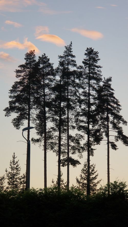 silhouette trees clouds