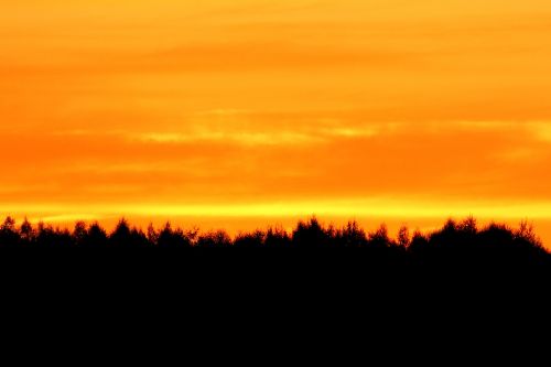 silhouette tree sunset landscape