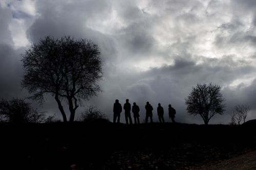 silhouette tree reverse light