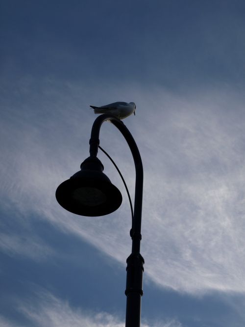silhouette bird lamp