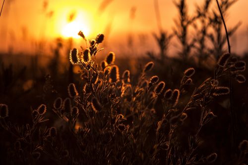 silhouette plant sunset