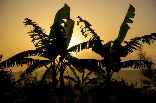 silhouette africa banana plantation