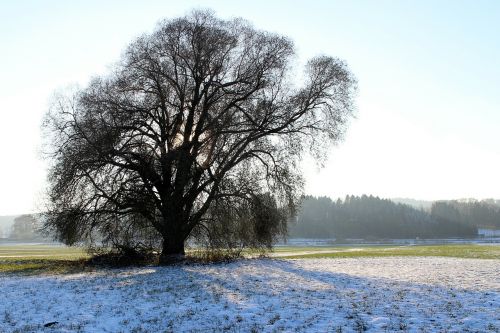 silhouette tree winter