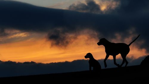 silhouette two dogs sunset