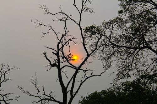 silhouette tree moon