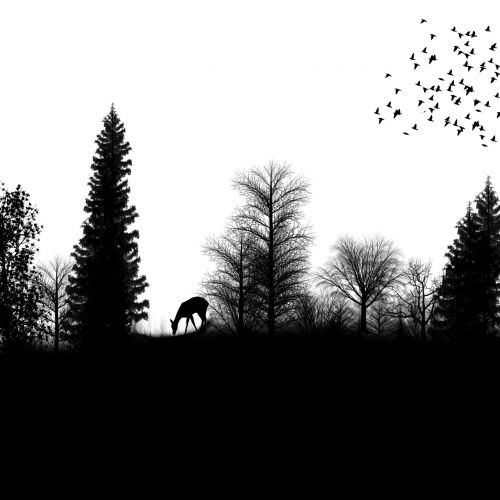silhouette landscape birds