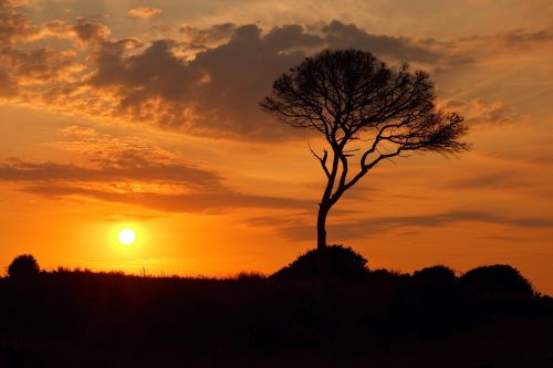 silhouette tree sun