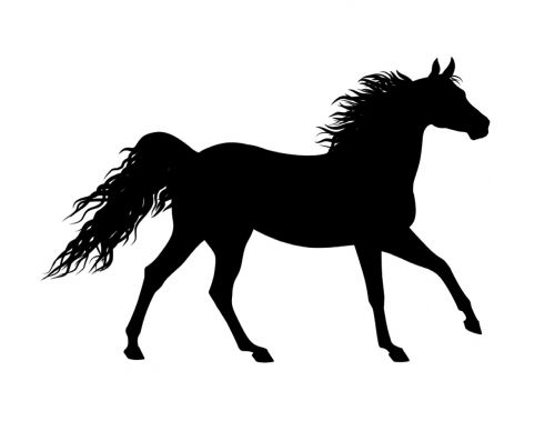silhouette horse animal