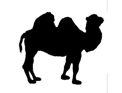 silhouette camel adventure
