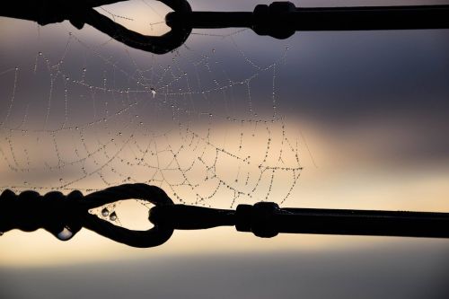 silhouette spiderweb dew