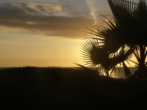 silhouette sun summer