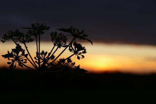 silhouette tree sunset