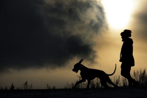 silhouette man and dog great dane