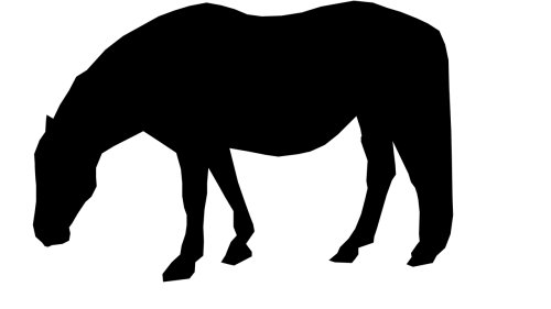 silhouette horse field