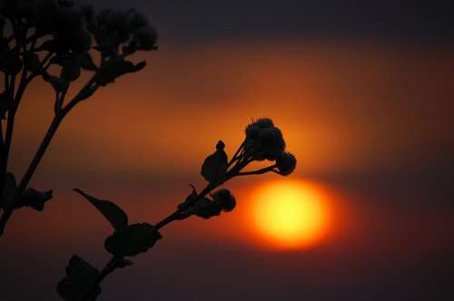 silhouette  sunset  with backlight