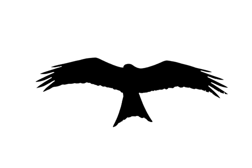 silhouette  animal  bird