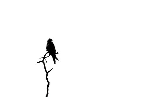 silhouette  bird  nature