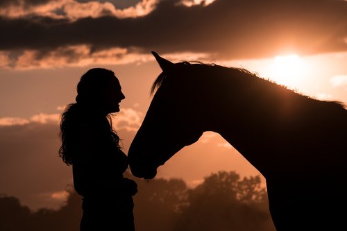 silhouette  horse  human