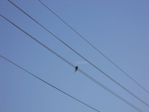 silhouette bird wire